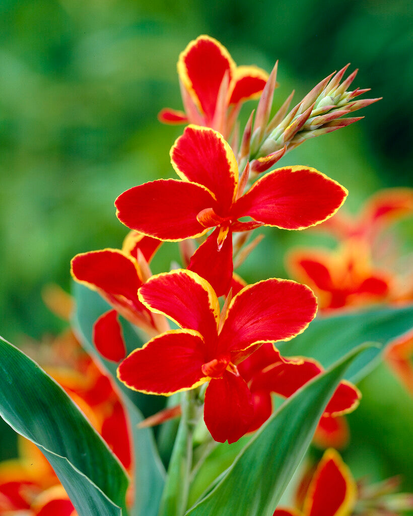 Canna Lucifer 1-pakning